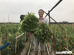 Ảnh: Hoa loa kèn bung nở, nông dân Tây Tựu phấn khởi được mùa