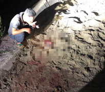 Bé trai 7 tuổi bị đàn chó dữ cắn đến nguy kịch