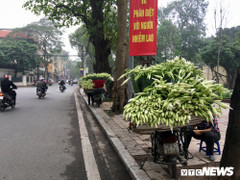 Ảnh: Mùa hoa loa kèn gọi tháng Tư về khắp các con phố Hà Nội