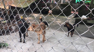 Chó dại cắn 4 người trong một gia đình: 2 cha con thiệt mạng, bà nguy kịch