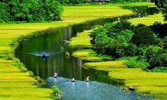 'Mùa vàng Tam Cốc' ngắm trọn từ Hang Múa, kỳ quan độc đáo bậc nhất Ninh Bình