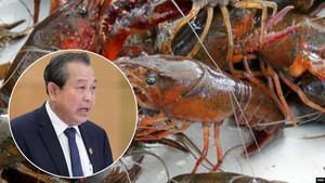 Tôm hùm đất được bày bán số lượng lớn: Phó Thủ tướng Trương Hòa Bình yêu cầu kiểm tra làm rõ