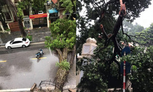Hà Nội mưa to gió giật, nhiều tuyến phố ngập sâu, cây xanh đổ gãy la liệt