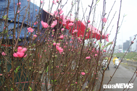 Đào Nhật Tân nở sớm xuống phố đón Tết Dương lịch