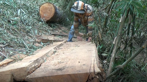 Chênh lệch số liệu vụ khai thác gỗ lậu rừng đặc dụng Nam Kar: Sở NN&PTNN Đắk Lắk lý giải