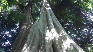 Cây bằng lăng hơn 100 tuổi trong rừng Tà Cú