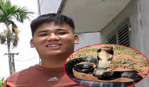 Vận chuyển rắn hổ mang chúa, nam thanh niên bị khởi tố