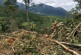 Khởi tố vụ án phá rừng phòng hộ ở Lâm Đồng