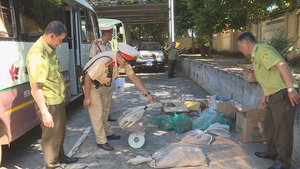 Hơn 20 con chồn hoang dã bị 'nhồi' trên xe khách