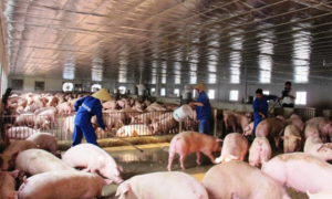 Video: Giá lợn tăng cao chót vót, nhiều hộ chăn nuôi lãi lớn kỷ lục