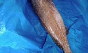 Bắt được cá nghi sủ vàng nặng hơn 10kg