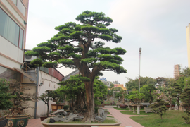 Ảnh: Chiêm ngưỡng tùng la hán 300 năm tuổi, giá 'ăn đứt' ngôi nhà 