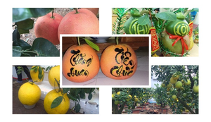 4 loại bưởi tiền triệu hút khách dịp Tết