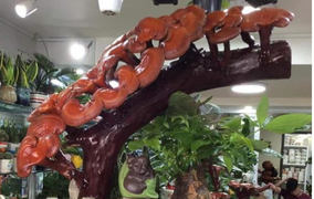 Giá đắt đỏ tiền triệu, nấm linh chi bonsai vẫn hút khách