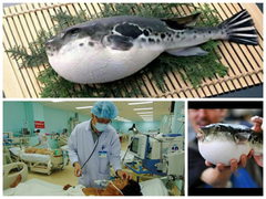 6 trường hợp ngộ độc cá nóc, 2 người nguy kịch