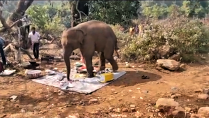 Video: Voi xua đuổi khách du lịch, 'chôm chỉa’ hết thức ăn