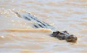 Mổ bụng cá sấu, phát hiện rúng động người đàn ông mất tích 13 năm