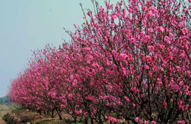 Video: Đào Nhật Tân rộn ràng khoe sắc đón Tết sớm