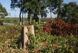 Khu bảo tồn đốn hạ 1ha rừng để... trồng cây thuốc