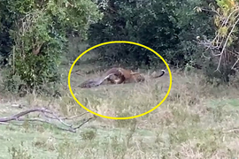 Video: Báo hoa mai đại chiến ác liệt với trăn khổng lồ