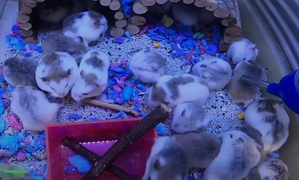 Video: Năm Chuột đến gần, khách đổ xô mua chuột hamster chơi Tết