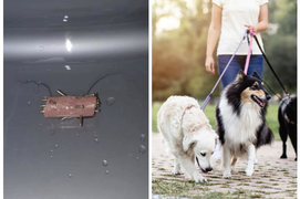 Cắm đinh vào thức ăn, chiêu trò 'bẫy' chó tại châu Âu