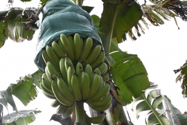 Ảnh: Nông dân 'mặc áo' cho chuối chờ vụ Tết bội thu