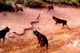 Video: Màn giao chiến sinh tử giữa 5 chú chó với rắn hổ mang chúa