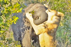 Video: Voi nhỏ nỗ lực thoát thân trước sự cắn xé điên cuồng của sư tử