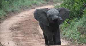 Quá mệt vì đi bộ, voi con thả mình trượt dốc từ đỉnh đồi