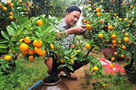 Vườn quất tiểu cảnh trăm triệu của cán bộ phường ở Hội An
