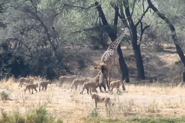 Video: Bầy sư tử hợp sức quật ngã hươu cao cổ