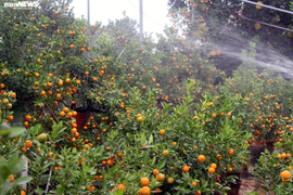 Người Hà Nội rục rịch sắm đào, quất chơi Tết sớm