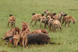 Video: Đàn linh cẩu liều lĩnh giành mồi với bầy sư tử