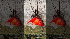 Nhện phục kích, bắt sống cá vàng dưới ao