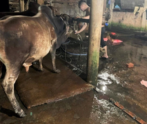 Bắt quả tang hàng loạt lò mổ bơm nước vào bụng bò để tăng trọng