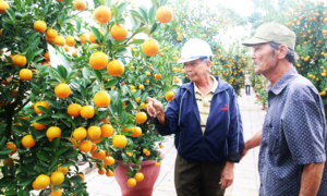 Nông dân 'thủ phủ' quất cảnh miền Trung trổ tài chiết cành, tạo trái 