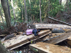 Yêu cầu xử nghiêm nạn khai thác gỗ pơ mu trái phép ở Đắk Lắk