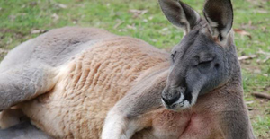 Video: Kangaroo vào nhà dân ăn vụng, đấm chủ nhà nhập viện