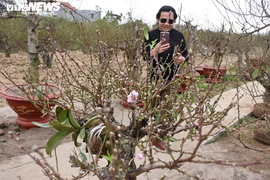 'Thủ phủ' đào Hải Phòng hút hàng trăm lượt khách tới thuê cây chơi Tết mỗi ngày