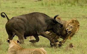 Trâu rừng liều mạng tấn công đàn sư tử
