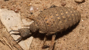 Video: Cách săn mồi của kiến sư tử trên sa mạc 70 độ C