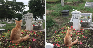 Chú mèo gây bão mạng vì lòng trung thành với chủ