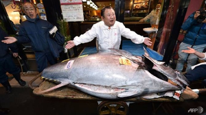 'Vua cá ngừ' chi đậm mua cá ngừ vây xanh trong phiên đấu giá đầu năm