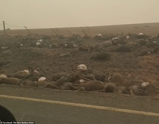 Hàng chục nghìn con chết cháy, Koala đứng trước nguy cơ tuyệt chủng