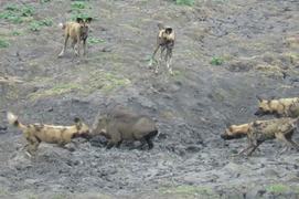 Video: Lợn rừng dũng cảm chiến đấu với đàn chó hoang châu Phi