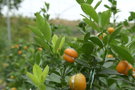 Ảnh: Quất hồ lô mini giá rẻ hút người chơi Tết