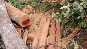 Phát hiện vụ tàng trữ gỗ trái phép lớn ở Đắk Lắk