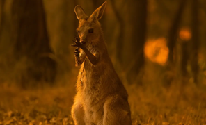 Động vật khóc kêu cứu trong thảm kịch cháy rừng ở Australia