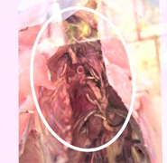 Phụ huynh lo lắng khi phát hiện 'thịt gà có giòi' trong bữa ăn cho học sinh tiểu học